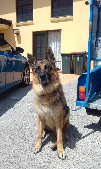 Aussie Pooch Mobile Carseldine Area Pic 2 - Wendy are we finished Looking Great after my bath Thanks