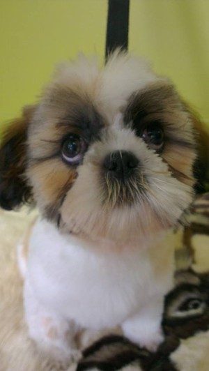 Yuppy Puppy Dog Grooming Services Pic 5 - Jackson cute as a button