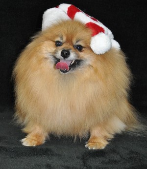 Yuppy Puppy Dog Grooming Services Pic 4 - Oscar loving Christmas