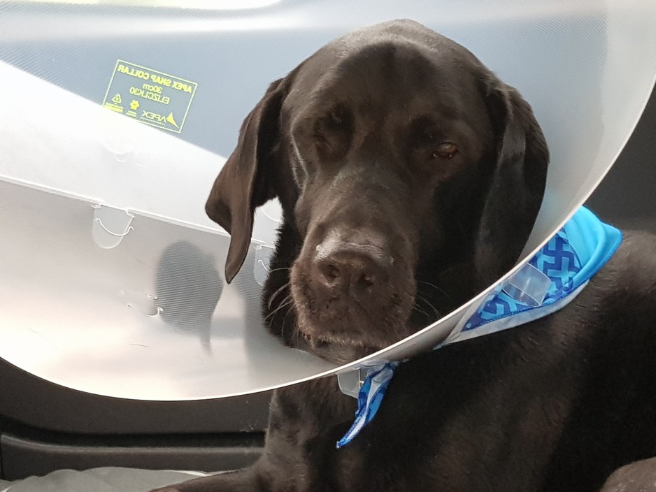 Labrador Veterinary Surgery Pic 1