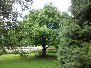 YVONNEDRUID Pic 2 - My tree in Chalice Wells Garden UK