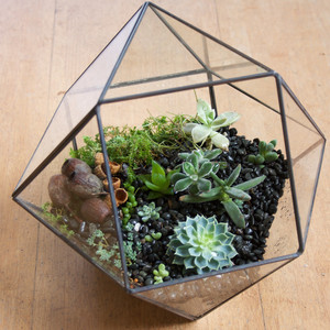 Flowers at the Door Pic 4 - Terrariums we have a lovely selection of different shape glassed terrariums to choose from Planted up with succulents or cactus plants Made to order