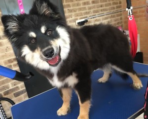 Snip Dog Grooming Studio Pic 4 - Maple came to visit us for her first ever grooming session she is an adorable young pup who came into to prepare for her first dog show Not only did she look fabulous for the day she won first place