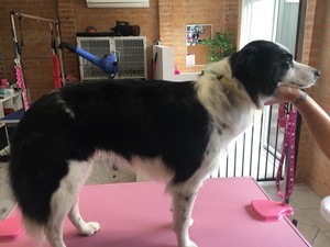 Snip Dog Grooming Studio Pic 5 - What can we say about Marley She is just the sweetest girl she came in for a full groom and we reckon shes looking very elegant after her pampering