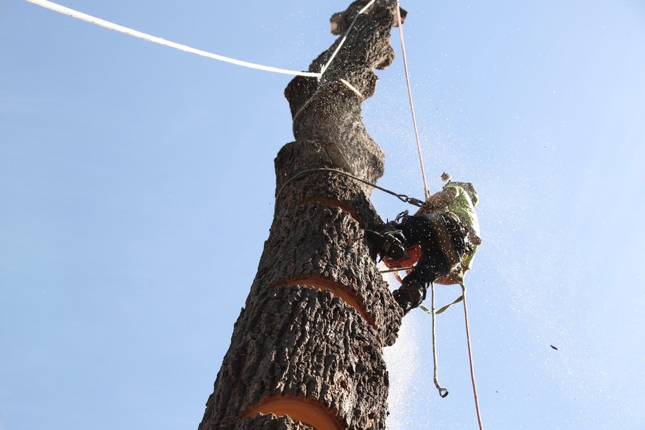 Bohmer's Tree Care Pic 1