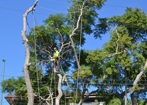 Bohmer's Tree Care Pic 5