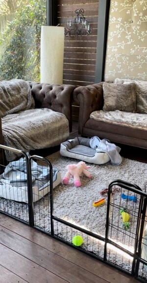 Puppy Love Dogs at Lindfield Pic 3 - Doggy Lounge area for overnight sleepovers