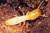 Termite Information Centre Pic 1 - termite control