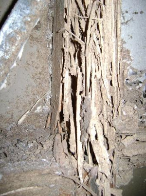 Termite Information Centre Pic 2 - termite demage