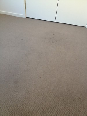 Harry Services Pic 5 - Before Cleaning Carpet