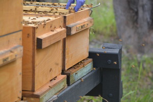 Greenwood Farm Pic 3 - Raw Organic Honey