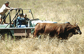 Bullo River Station Pic 1 - Bullo River Station bull catching on the station