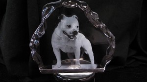 Crystal Concept Photos Pic 5 - Pet Shows