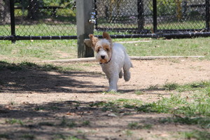 The Brisbane City Dog Walking Company Pic 3 - Having fun in the park