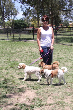 The Brisbane City Dog Walking Company Pic 4 - Time to go homewith Mary from Brisbane City Dog Walking