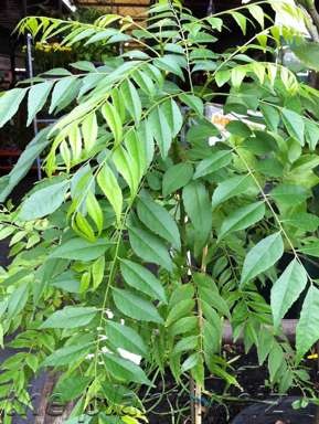 The Plant Whiz Pic 1 - Curry Tree