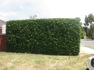 Brian's Home & Garden Care Pic 3 - Precise Hedging