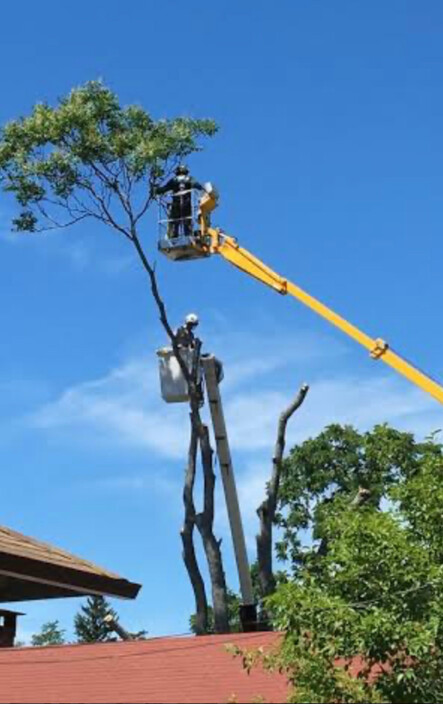 Gap Tree Services Pic 1