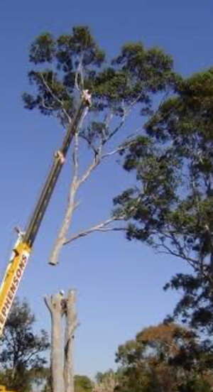 Gap Tree Services Pic 3