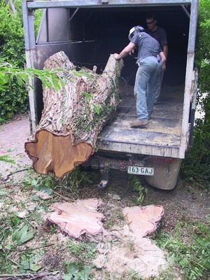 Kiwi Stump Grinding Pic 2