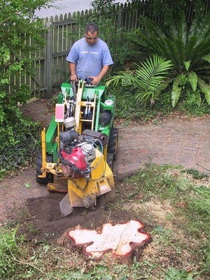 Kiwi Stump Grinding Pic 3