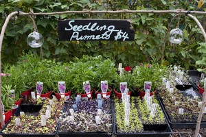 City Farm Nursery Pic 2 - Organically grown seasonal seedlings