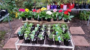 City Farm Nursery Pic 4 - Culinary and traditional herbs