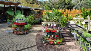 City Farm Nursery Pic 5 - Fruit trees and Permaculture plants suited to subtropics