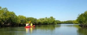 1770 Liquid Adventures Pic 2 - Explore the mangrove forests