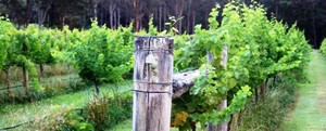 Mill Creek Vineyard - Stroud Pic 2