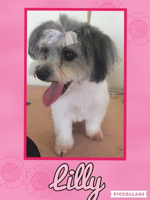 The Pink Pooch Dog Grooming Pic 4 - Lilly