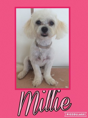 The Pink Pooch Dog Grooming Pic 5 - Millie