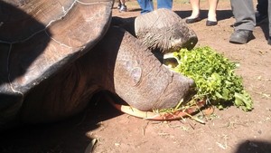 Australian Reptile Park Pic 3 - Just enjoying a mid day snack