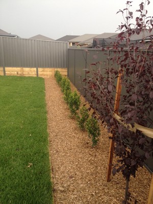 Under The Sun Landscapes Pic 4 - Rear planting to soften that fence Oran Park 1114