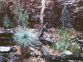 Alligator Lodge Pic 1 - Alligator Lodge Wilmington Flinders Ranges South Australia