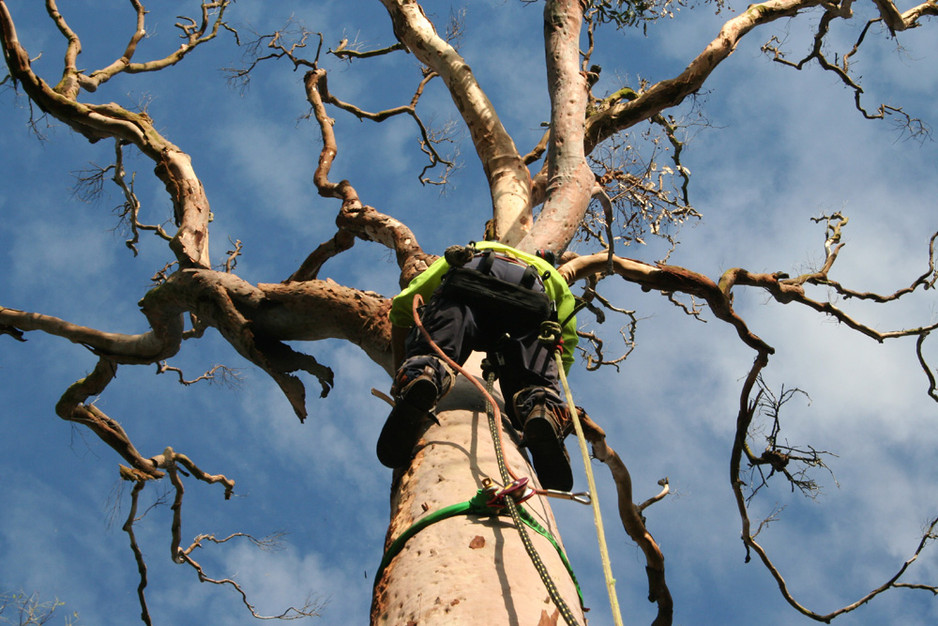 Goanna Tree Care Pic 1