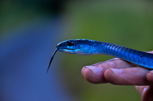 Cairns Snake Catcher Pic 2 - Common Tree Snake rare blue phase caught in Gordonvale