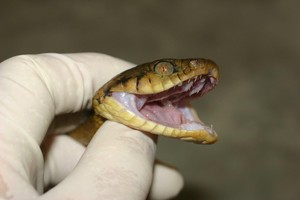 Cairns Snake Catcher Pic 5 - Jack inspecting a Stratford caught Brown Tree Snake