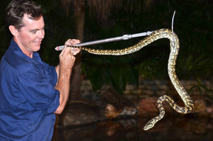 Cairns Snake Catcher Pic 4 - Matt handling a Clifton Beach Carpet Snake