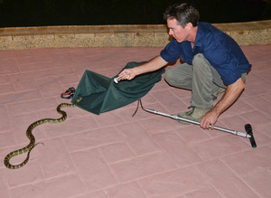 Cairns Snake Catcher Pic 3 - Matt with a Trinity Beach Carpet Snake