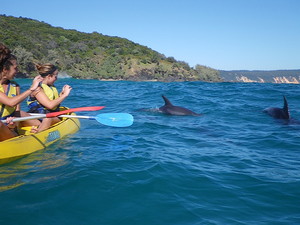 Epic Ocean Adventures Pic 2 - Dolphin view kayaking