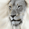 Whitelion Graphics Pic 4 - White Lion Graphics