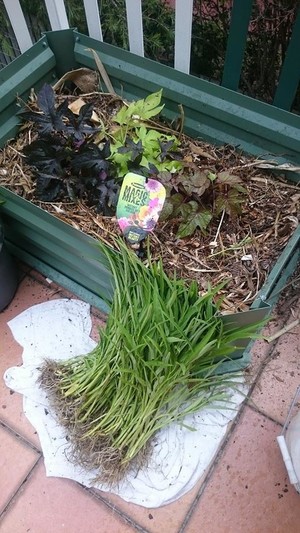 Plant Visionz (AU) Pic 5 - Learn how to grow food in small spaces