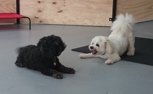 Dog Dogs Daycare & Grooming Pic 4