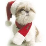 Pet Republic Pic 1 - Puppia Xmas Hat and Scarf