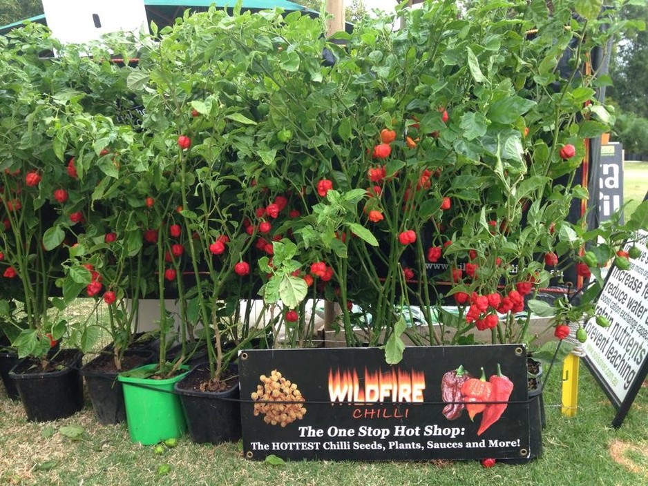 www.wildfirechilli.com.au Pic 2 - Plants