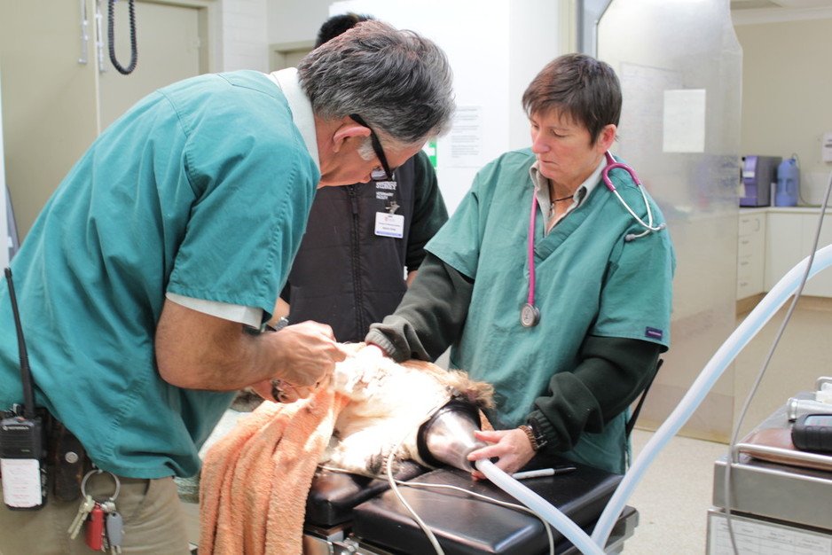 Taronga Western Plains Zoo Wildlife Hospital Pic 1