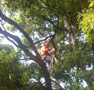 BRYANT'S TREE SERVICE Pic 3