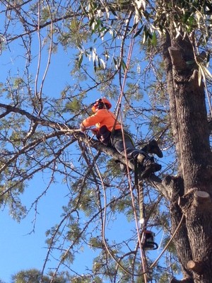 BRYANT'S TREE SERVICE Pic 2