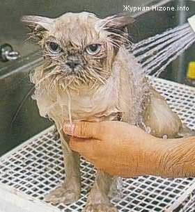 Number1 Pic 1 - You wash dog why do you think you should not wash cats